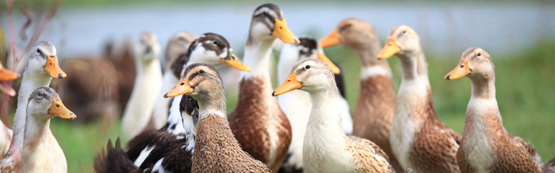 elevage de canards